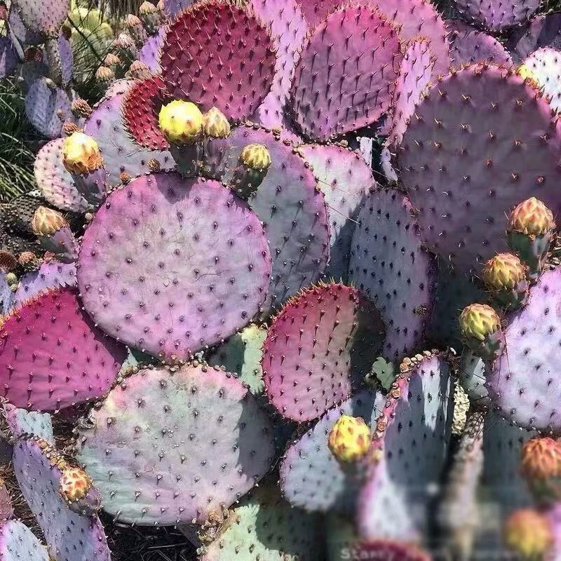 多头圣丽塔仙人掌  大叶黄花圣丽塔仙人掌