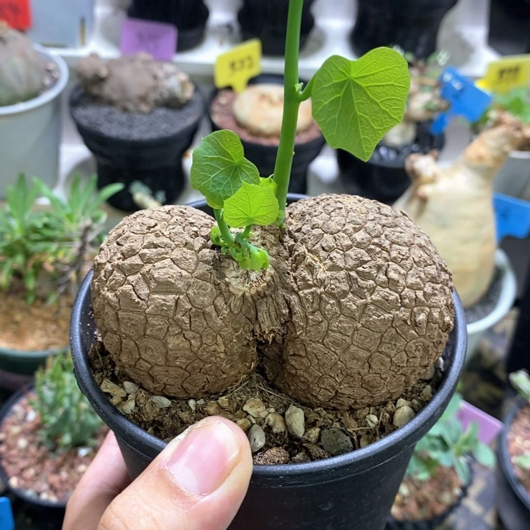 龙甲龟多肉植物一个