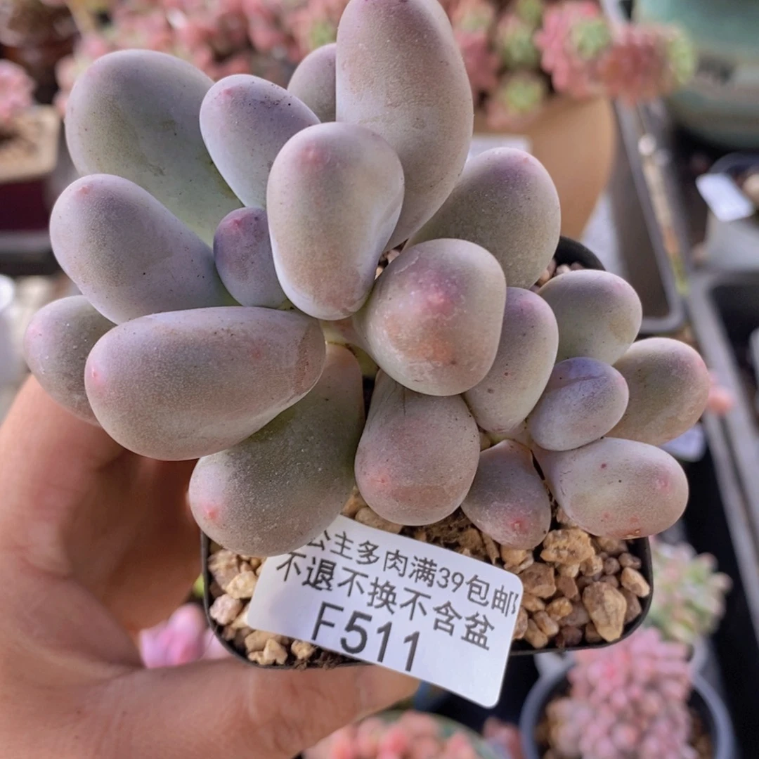 米可8cm511多肉植物