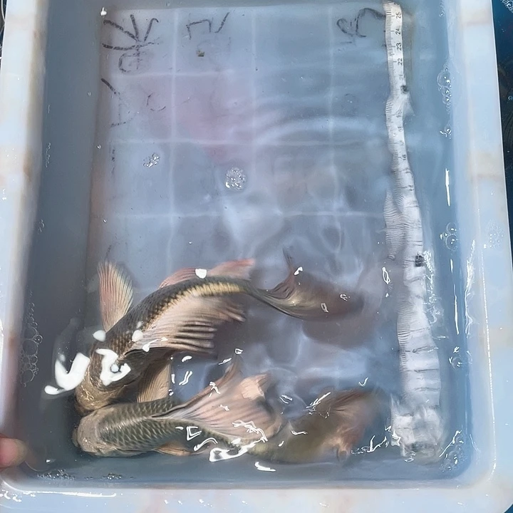 蝴蝶鲤鱼渔场直发60