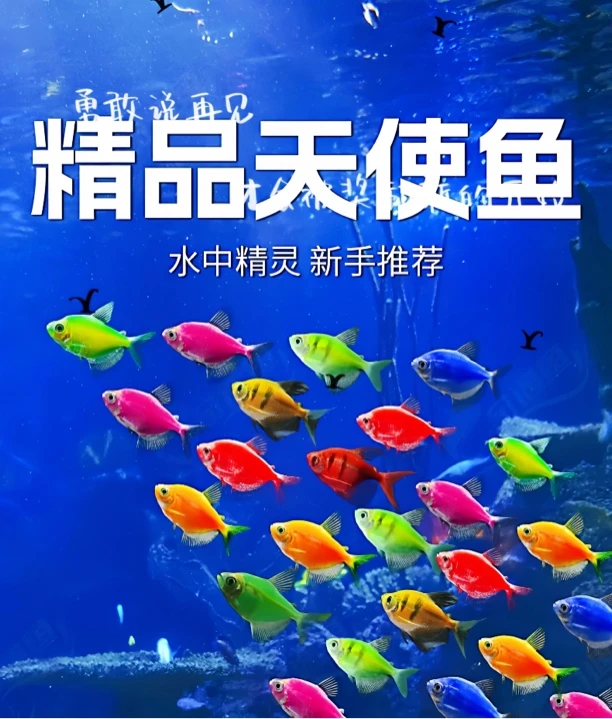 天使鱼紫衣天使粉衣天使鱼适合新手小型观赏鱼适合群游热带鱼