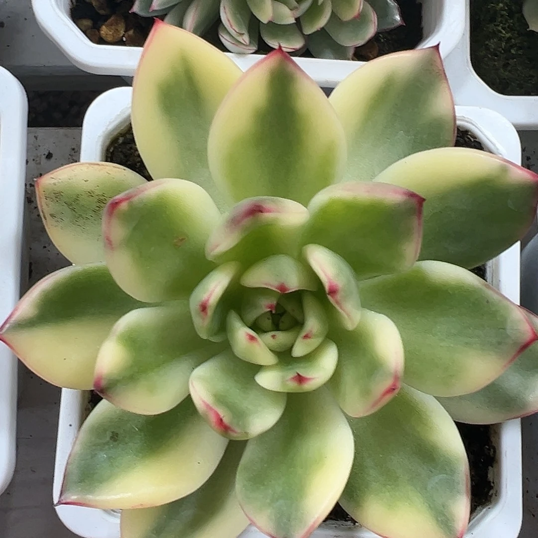 阿施娜锦多肉植物