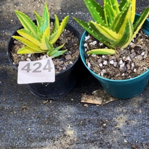 424芦荟锦一物一图如图