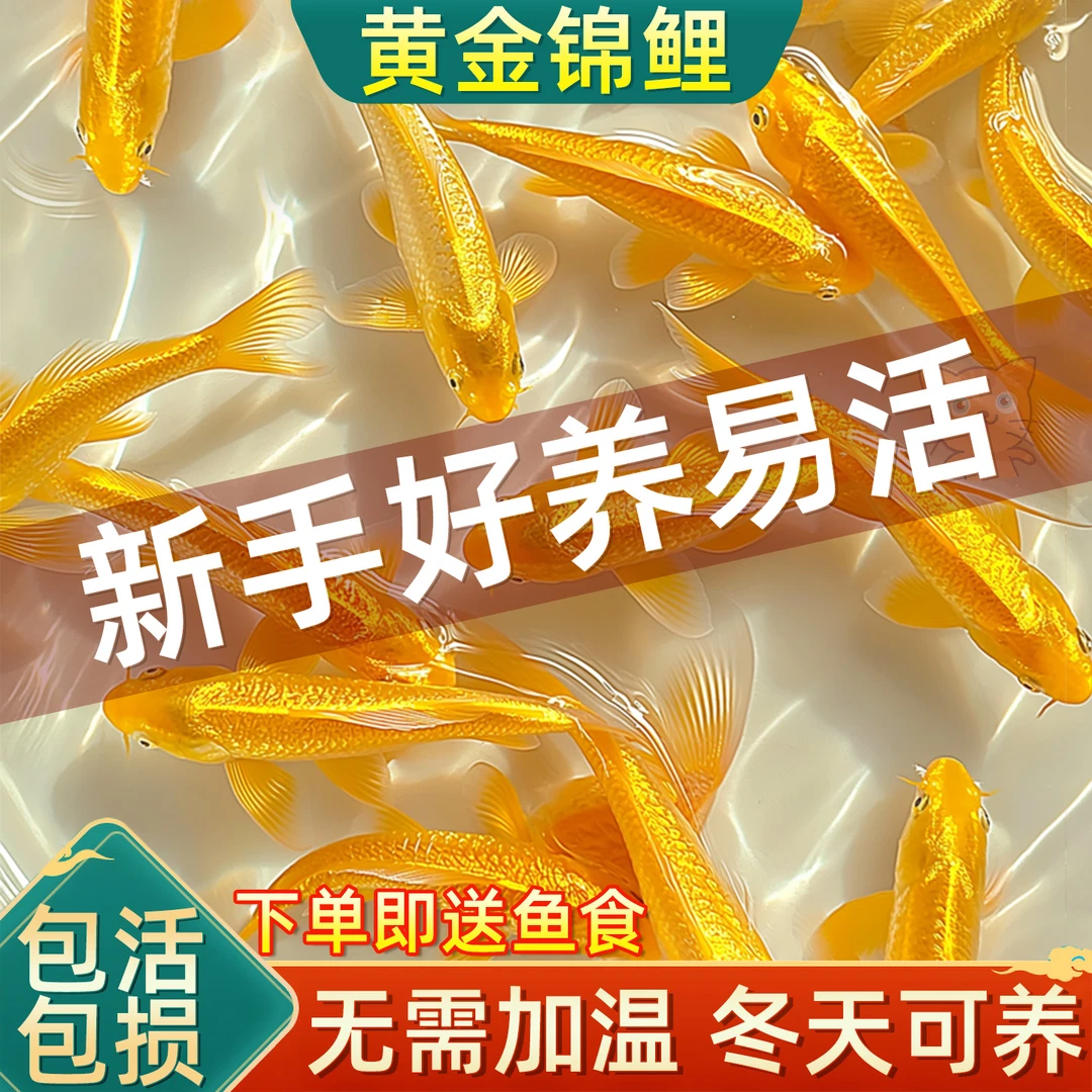 黄金锦鲤活鱼招财鱼金鱼活鱼好养耐活冷水鱼鱼苗活体小金鱼观赏鱼