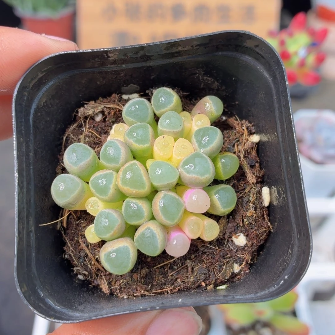 五十灵玉锦多肉9.9包邮发货