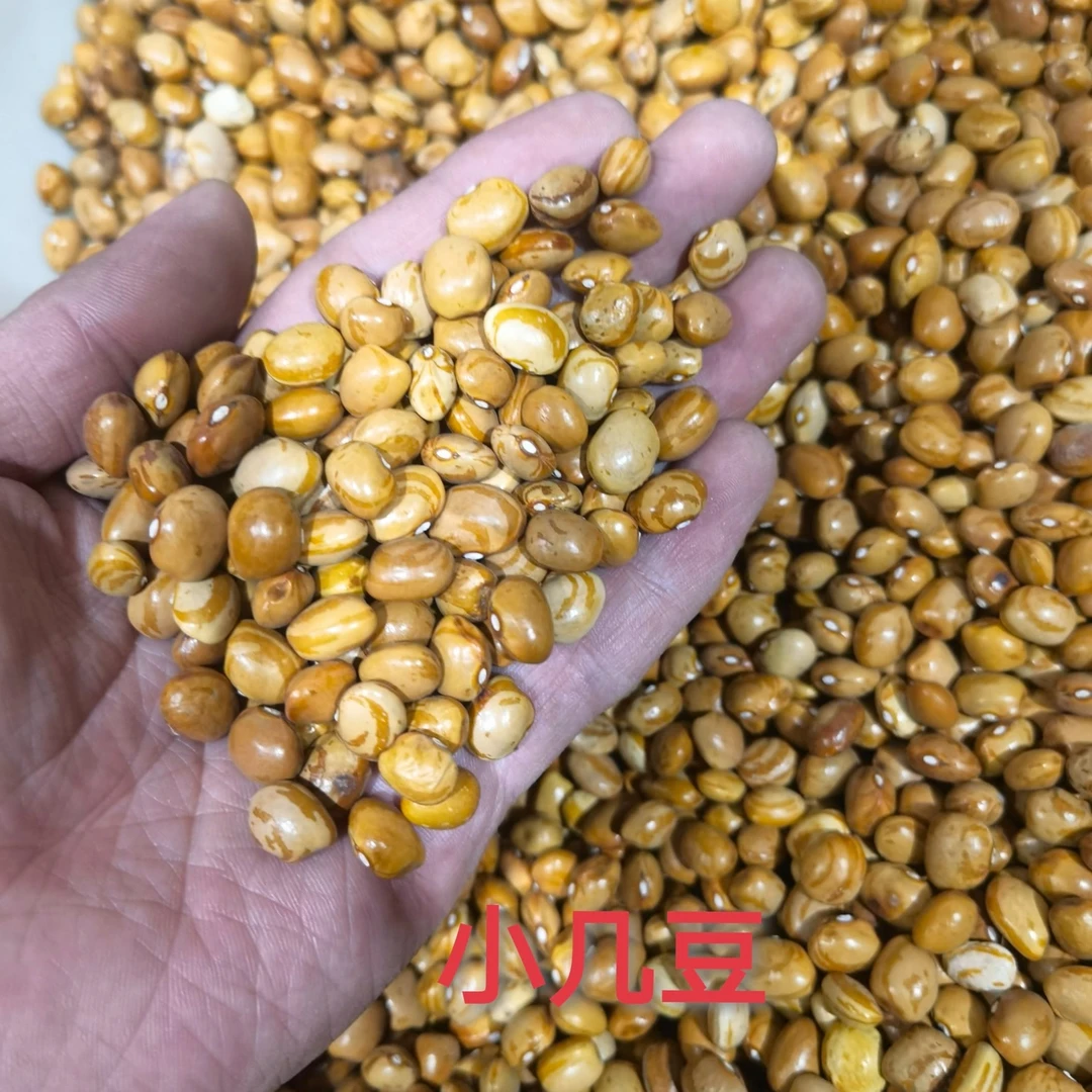 春季秋季可播适种东三省及内蒙古高等级95%纯度500g豆角种子