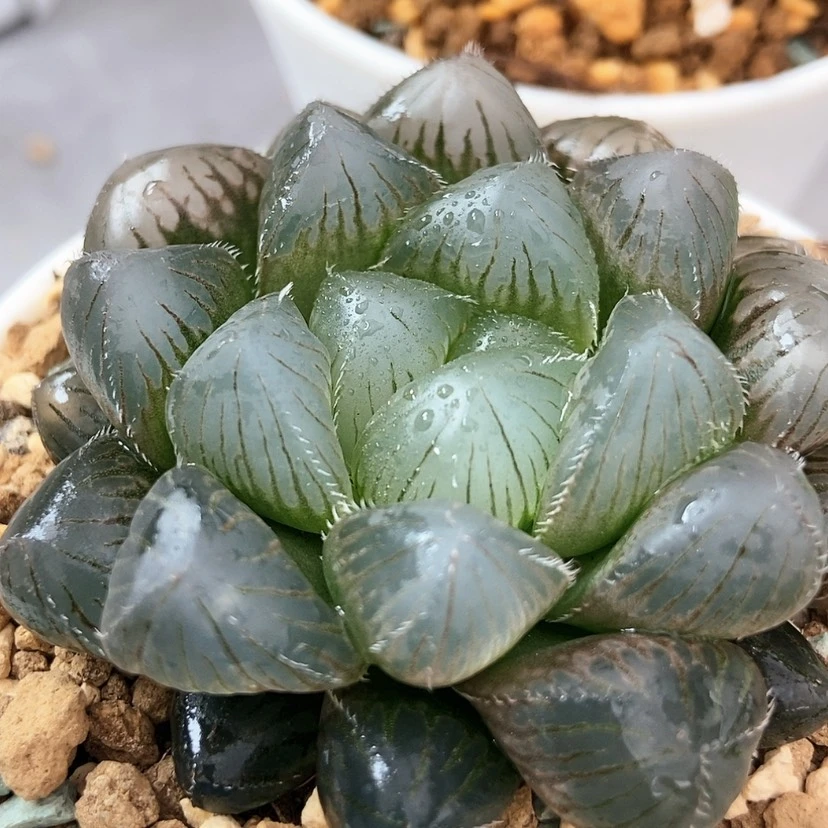 【闪购商品】冰灯黑肌蓝镜103