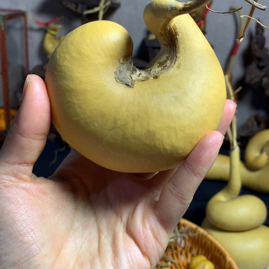 紫***飞葫芦葫芦真的好可爱啊