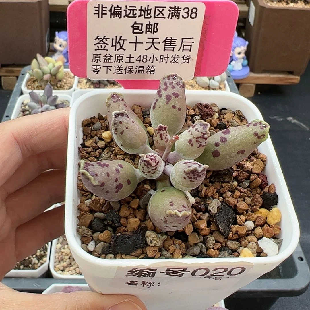 020粉海报多肉植物