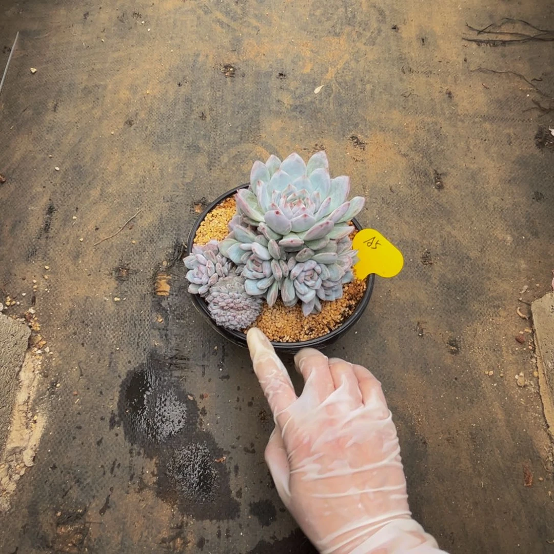 a5星星橙群生呀呀呀