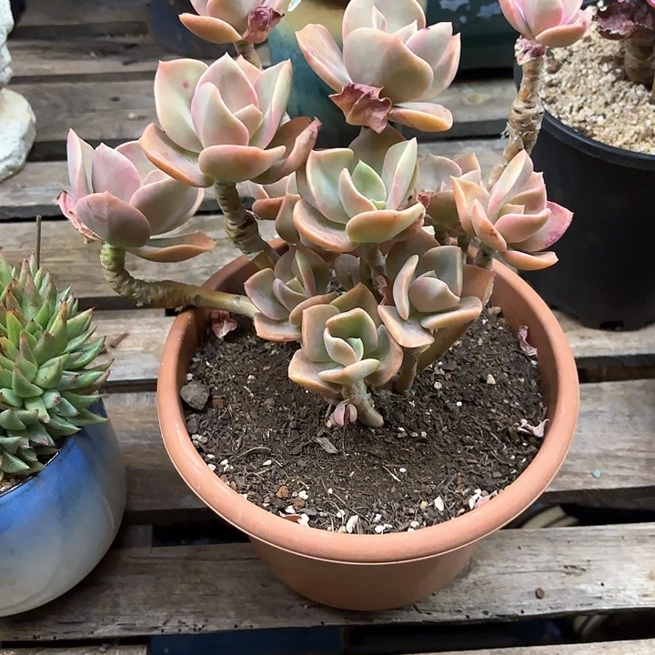 多肉植物，赫式一颗