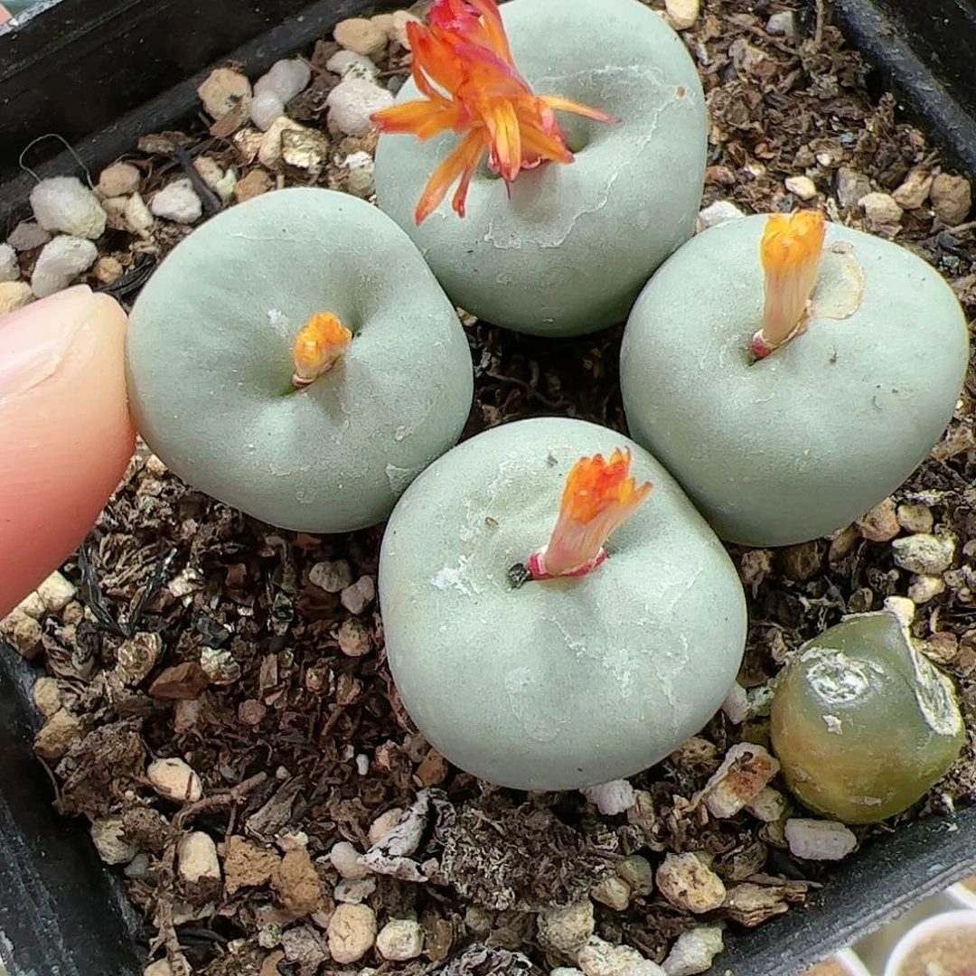 【闪购商品】292 开播福利