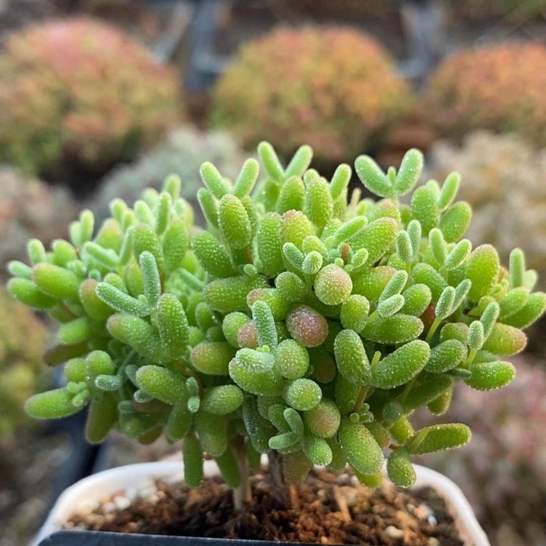 ?*克蜜橘糖球7443枝干番杏