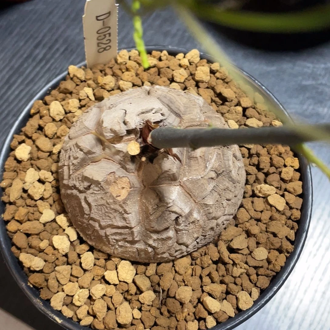 0528龟甲龙不退不换