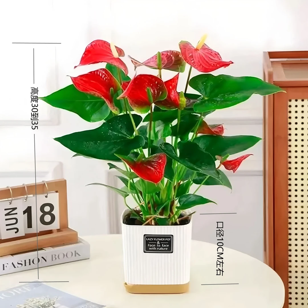 【3—4朵花】红掌盆栽绿植室内植物好养花卉植物红叶净化空气美观