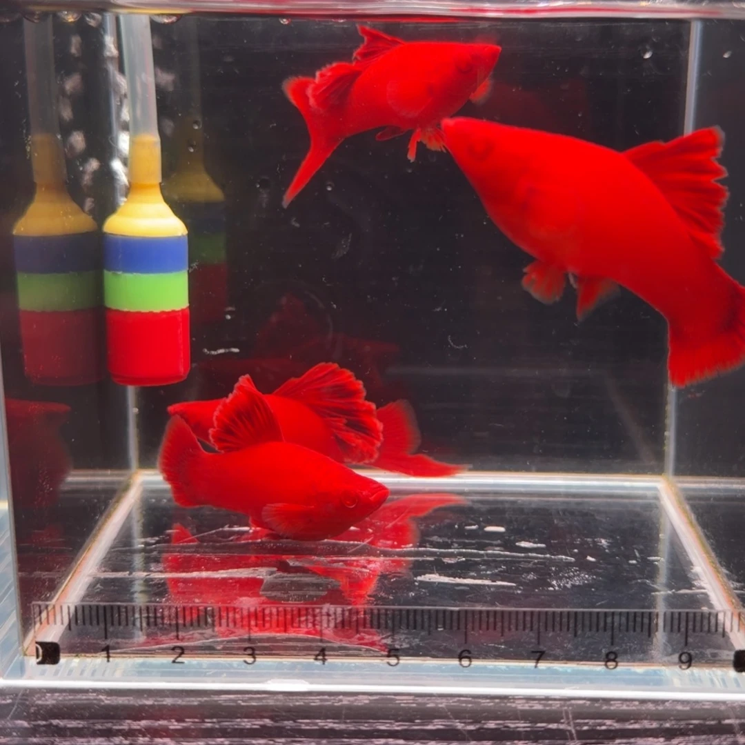 孔雀鱼高旗红箭2对