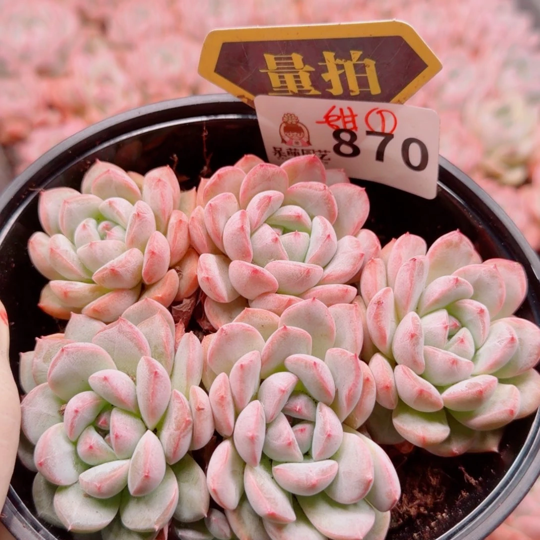 多肉植物多肉植物