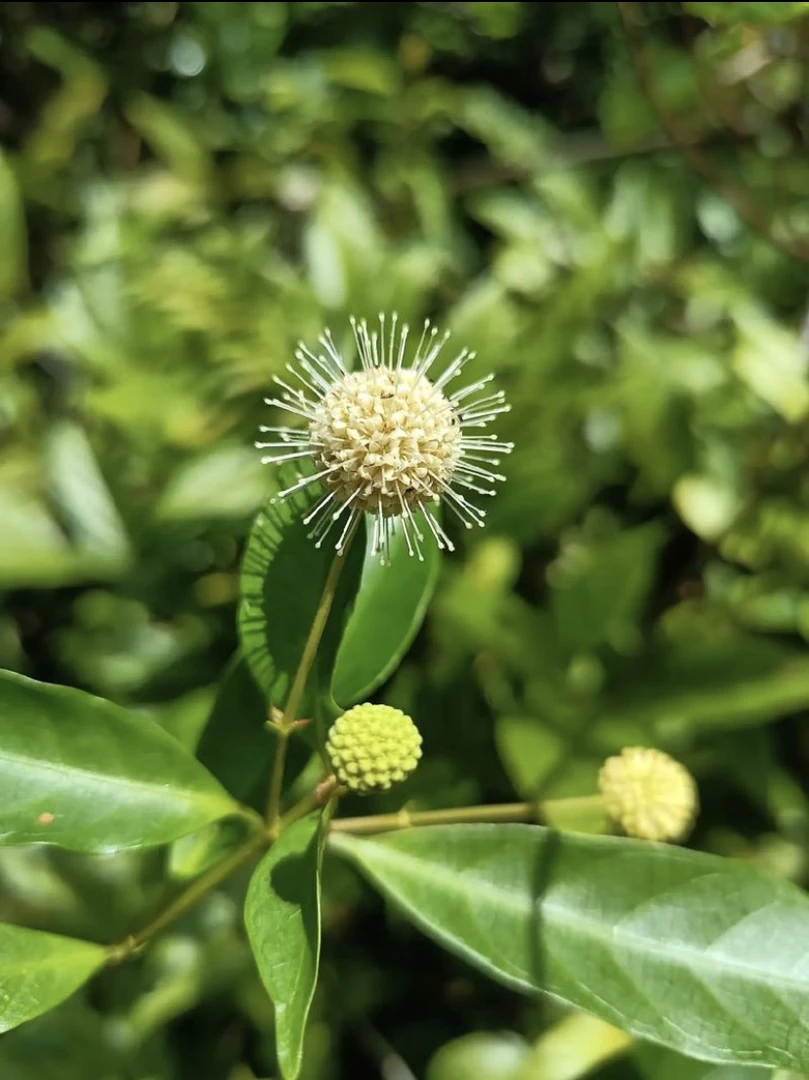 水杨梅盆景素材 鱼缸 龟缸 溪流缸造景 可水培可土培原生老庄