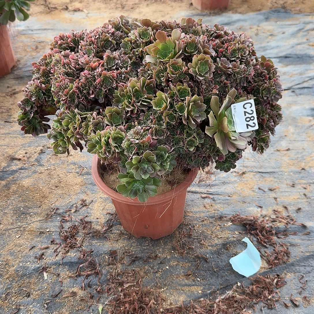 282火玫瑰朵朵一颗呀呀