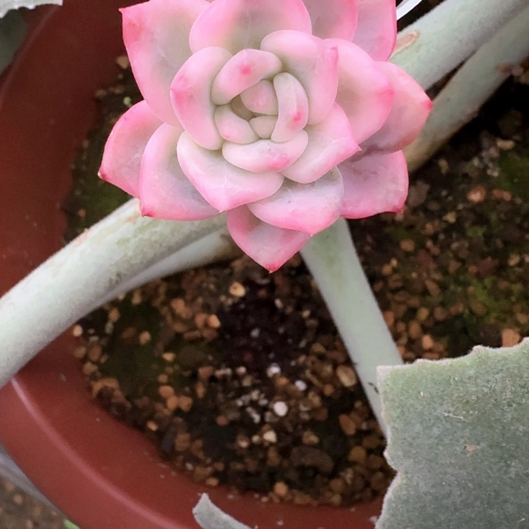 冰月亮锦多肉植物