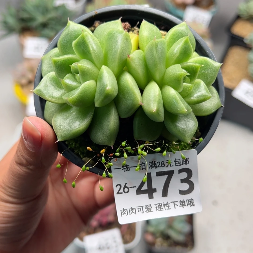 绿体冰宝龙多肉多肉多肉多肉