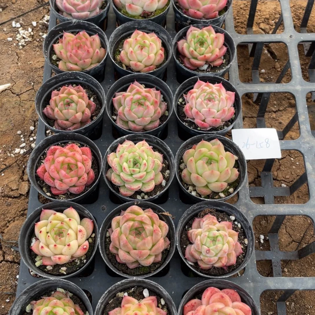 江*豆一物一拍18颗26-158