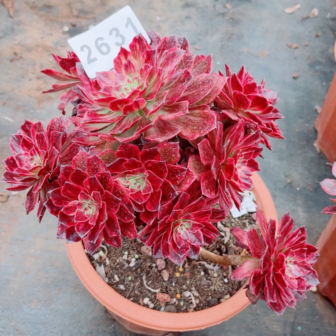 新品半夏断枝不售后