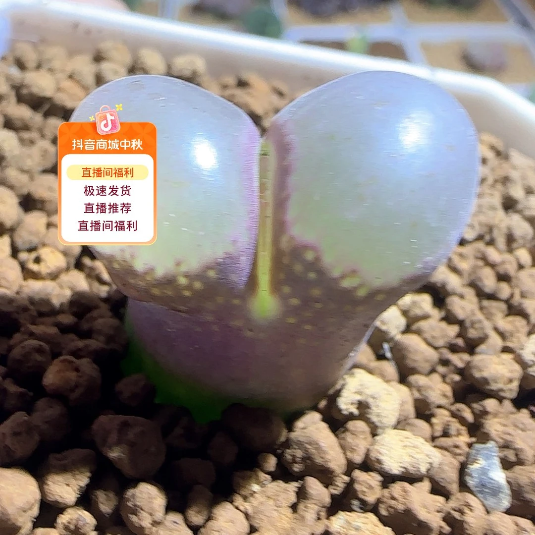 哈哈哈哈哈哈哈53446