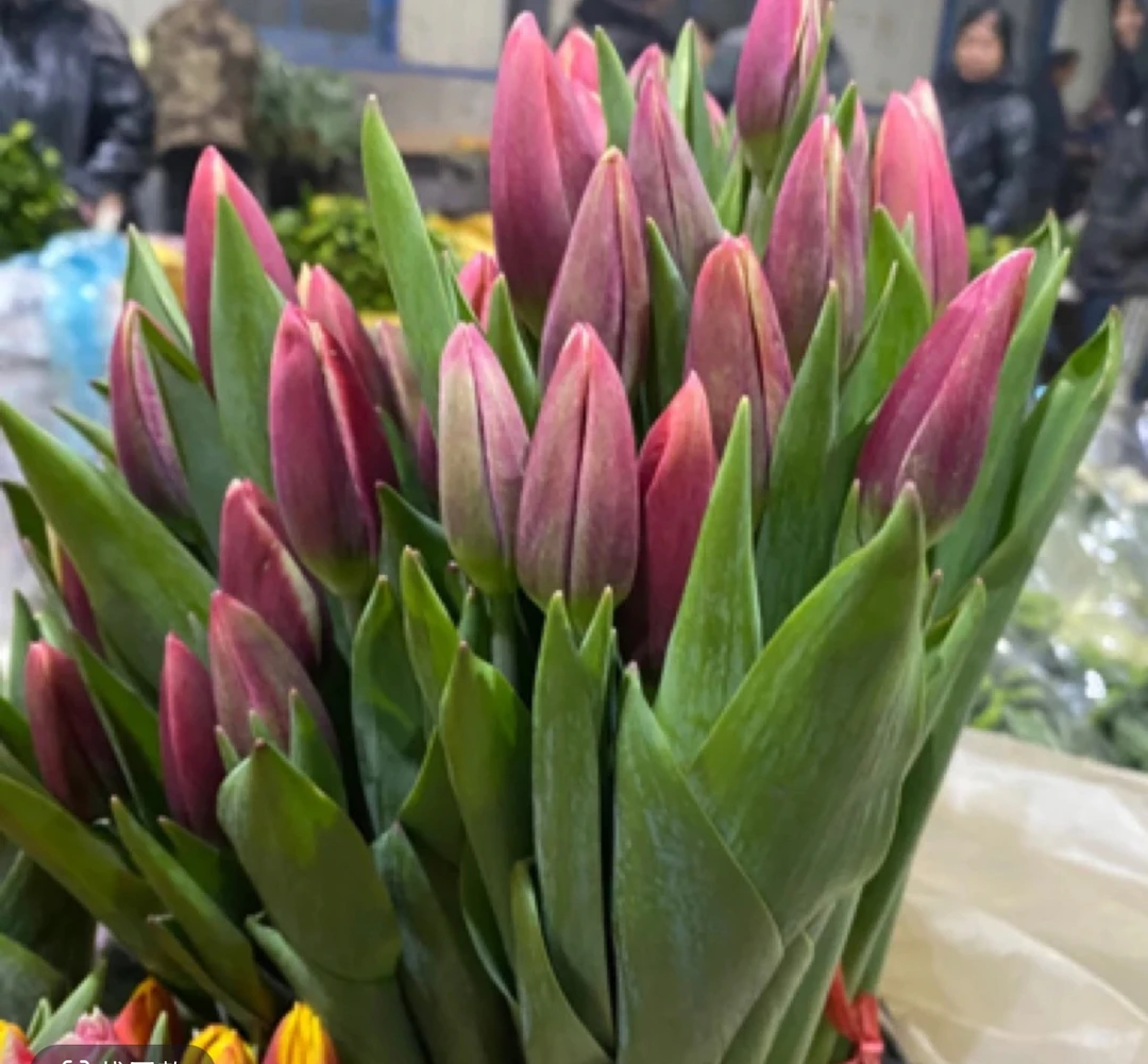 【郁金香红兔子】东北鲜花基地直发货顺丰包邮办公室点缀鲜花