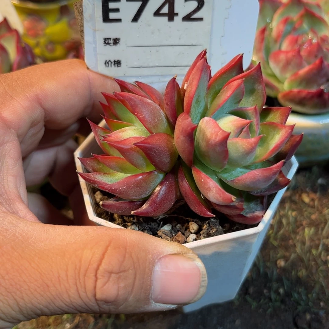 惊鸿一瞥742号多肉