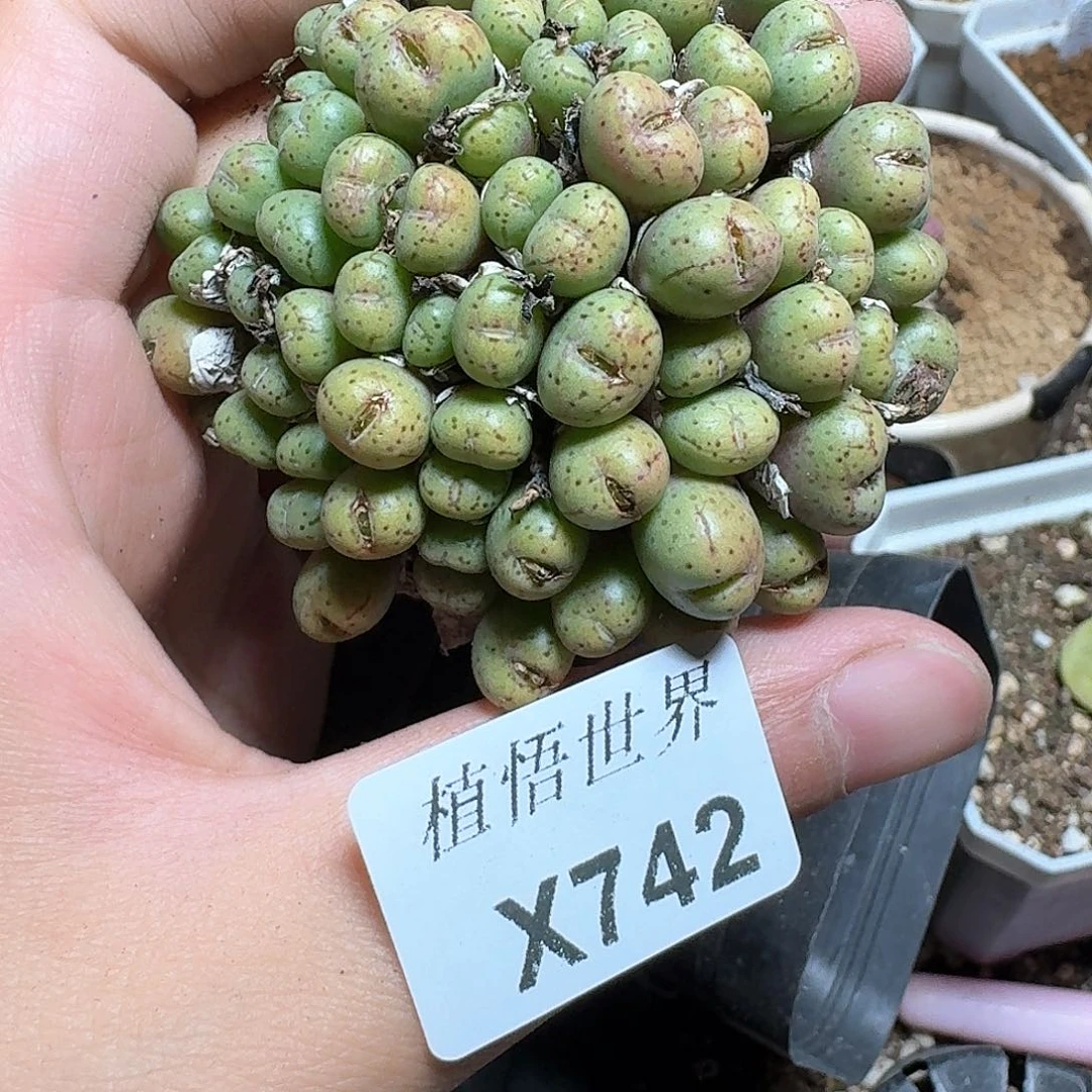 742号多肉植物哇cv