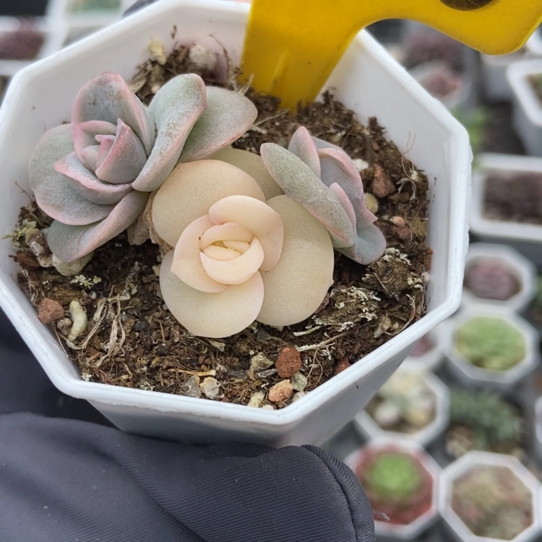 558可爱玫瑰锦多肉