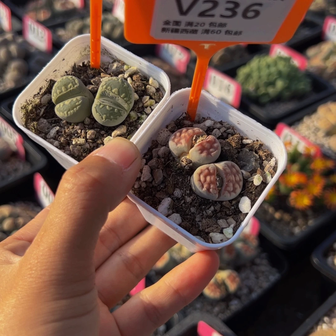 235.236 一物一拍，默认有伤，介意勿拍，不退不换