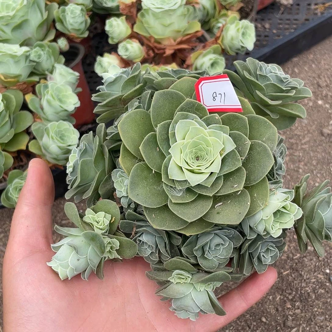 山地玫瑰多肉 871