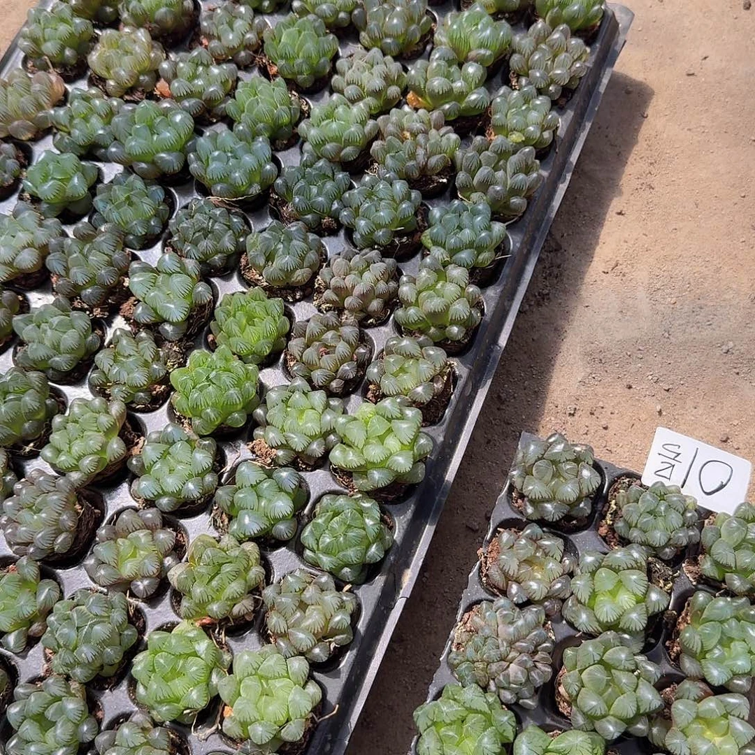 105孔玉露15颗带血盘量拍