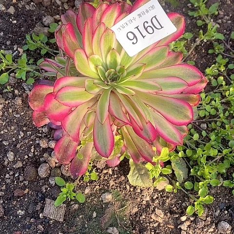 916月亮仙子多肉