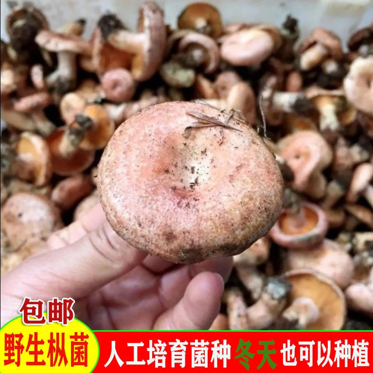 高产野生乌纵菌菌包 松菌 乌纵菌 黄碟菌 松纵菌松菇人工种植菌包