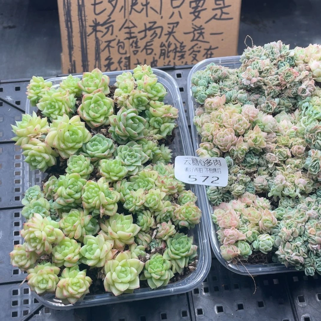 云糖心多肉植物572