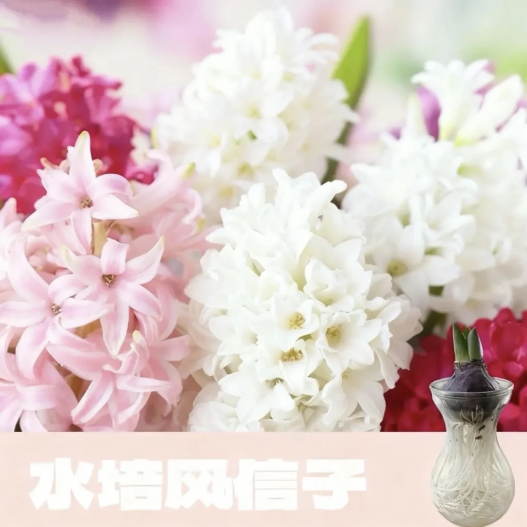 【水培风信子】水培风信子种球可开花阳台室内好养观花