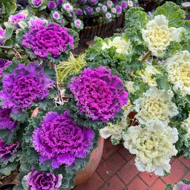 3大花皱边羽衣甘蓝盆栽耐寒耐晒多年生适合阳台庭院种植植物