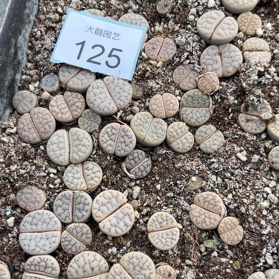 0000125量拍374荒玉3颗