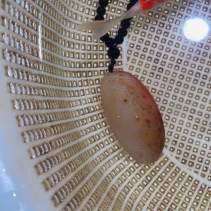 锦鲤锦鲤活鱼开箱包活