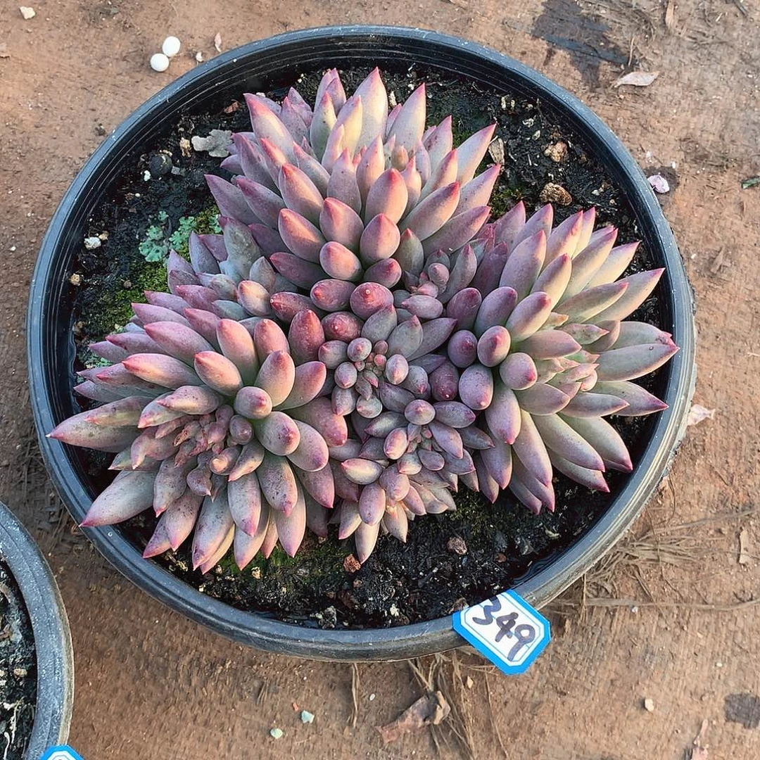 349美人 一物一拍多肉