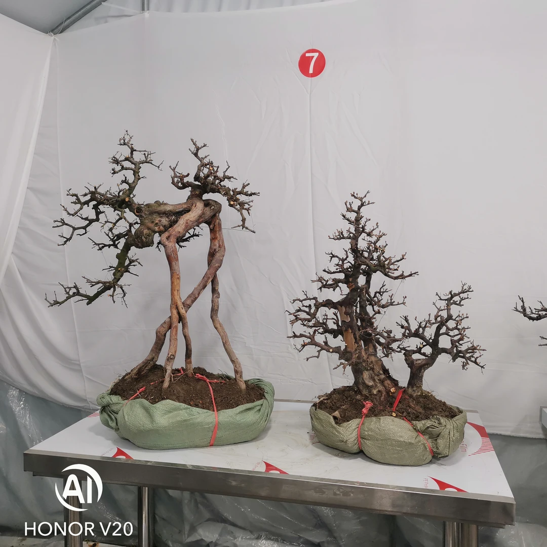 2颗雀梅盆景（高邮费地区不包邮）