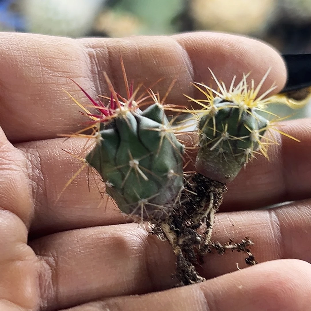 实生金冠龙加红冠龙仙人球6666666666666