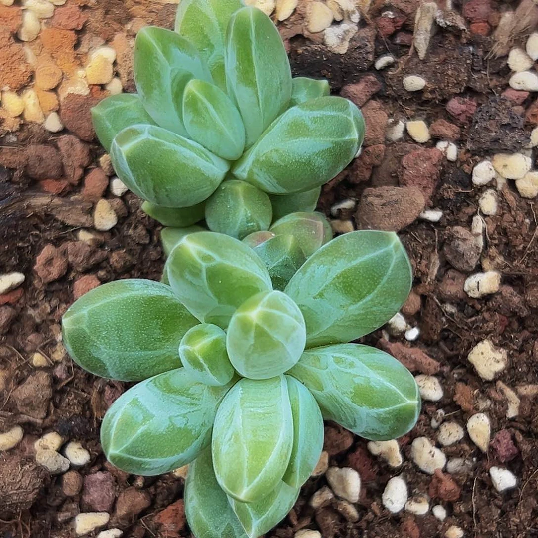 1颗美人系列多肉植物