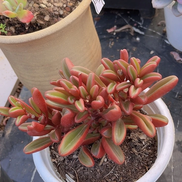 红背胶草14234多肉植物