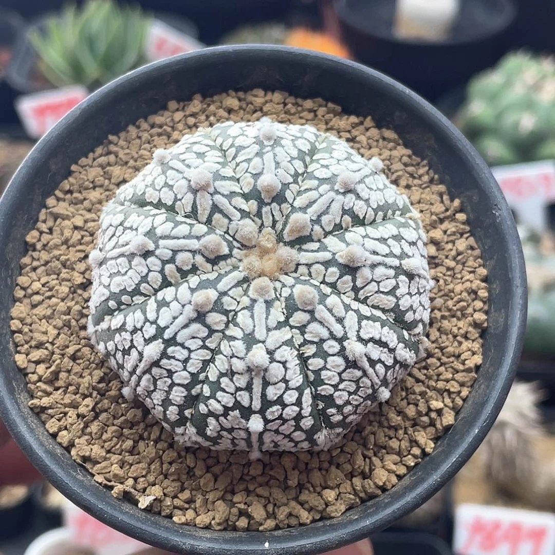 皮*丘实生兜仙人球 致远多肉植物