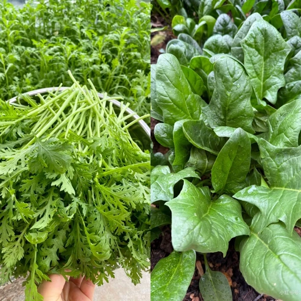 【限售辽宁省】庄河本地大棚茼蒿2斤+菠菜2斤  顺丰发货