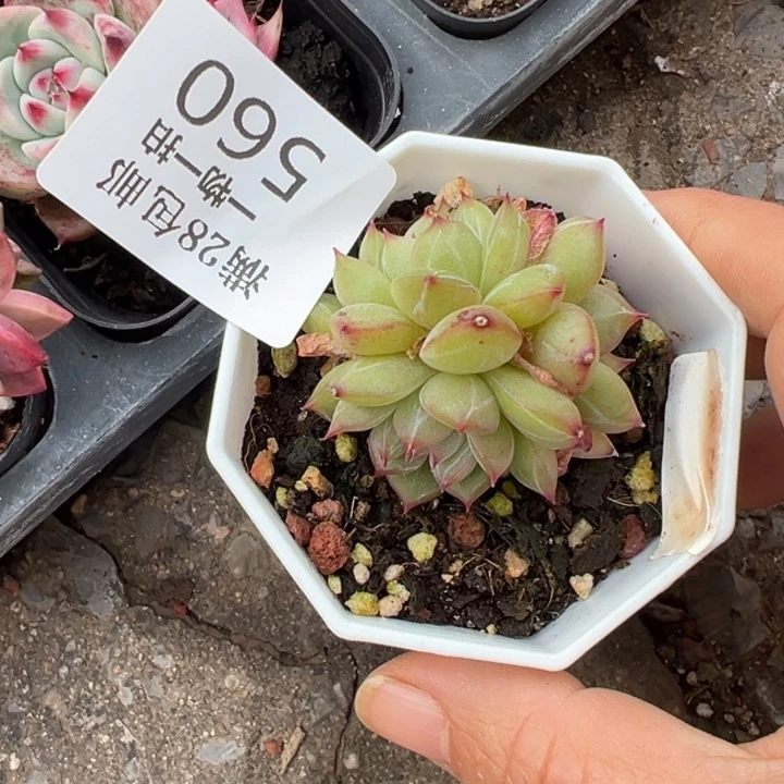 雪花珍妮三头多肉植物